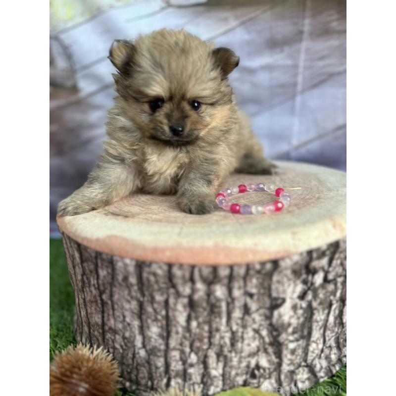 販売中の北海道のポメラニアン-414273の11枚目