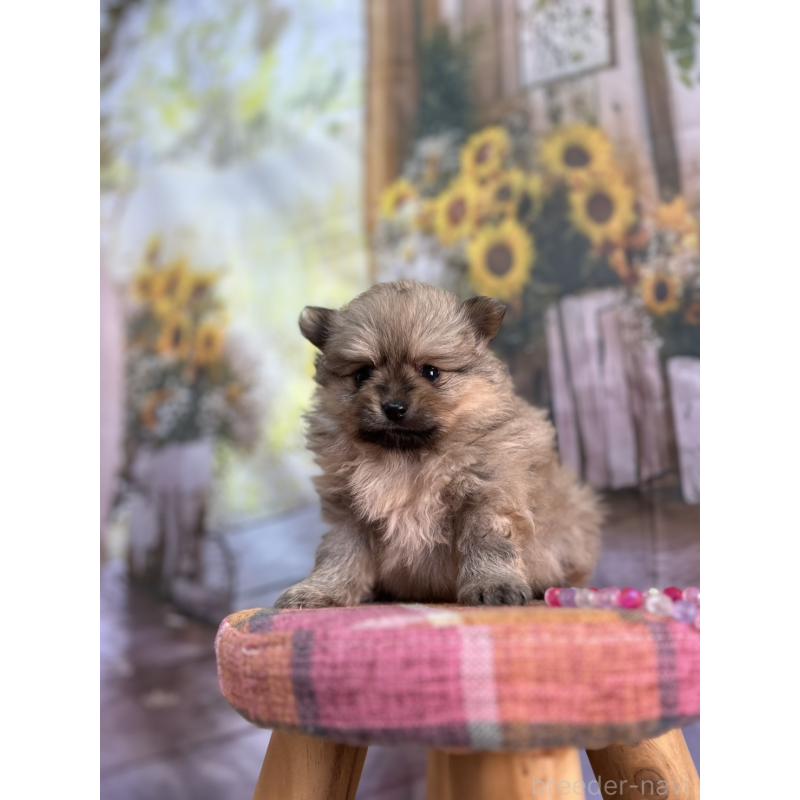 販売中の北海道のポメラニアン-414273の10枚目