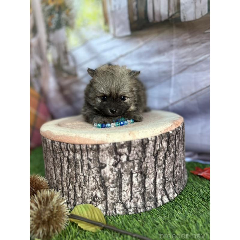 成約済の北海道のポメラニアン-414278の11枚目