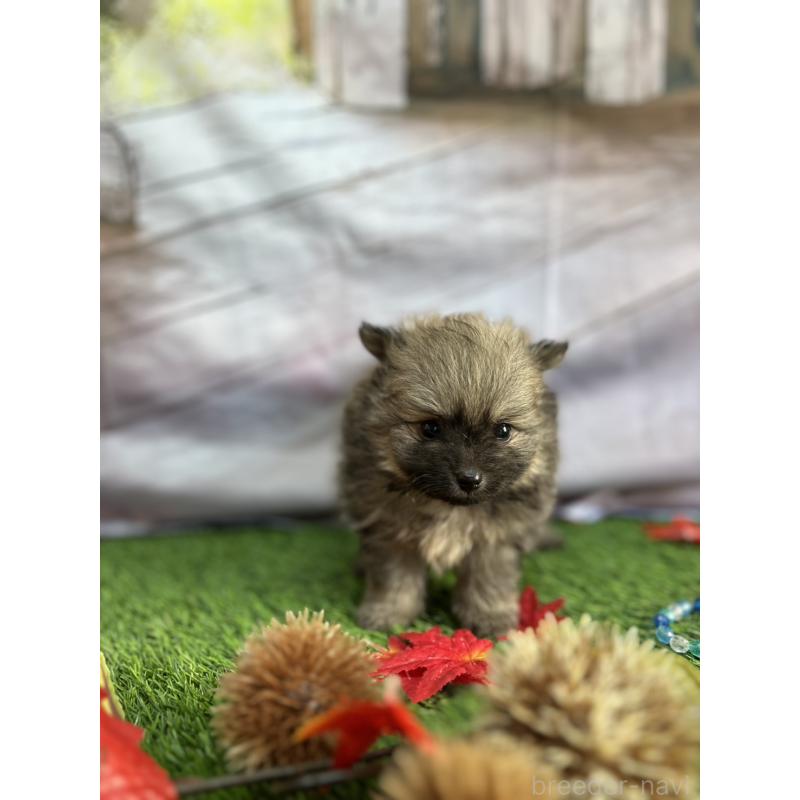 成約済の北海道のポメラニアン-414278の9枚目