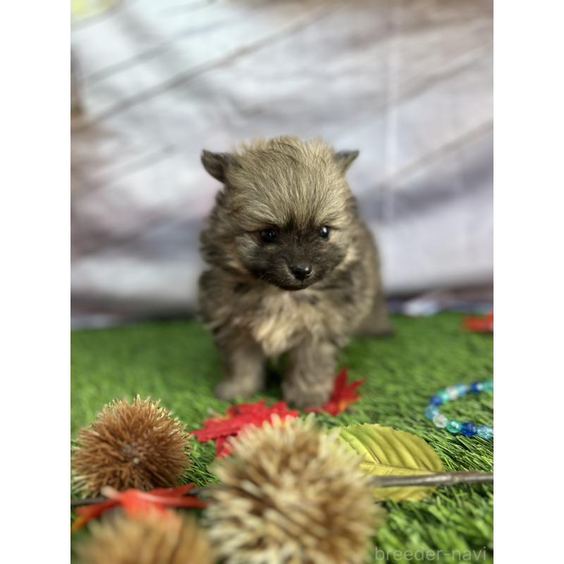 成約済の北海道のポメラニアン-414278の8枚目