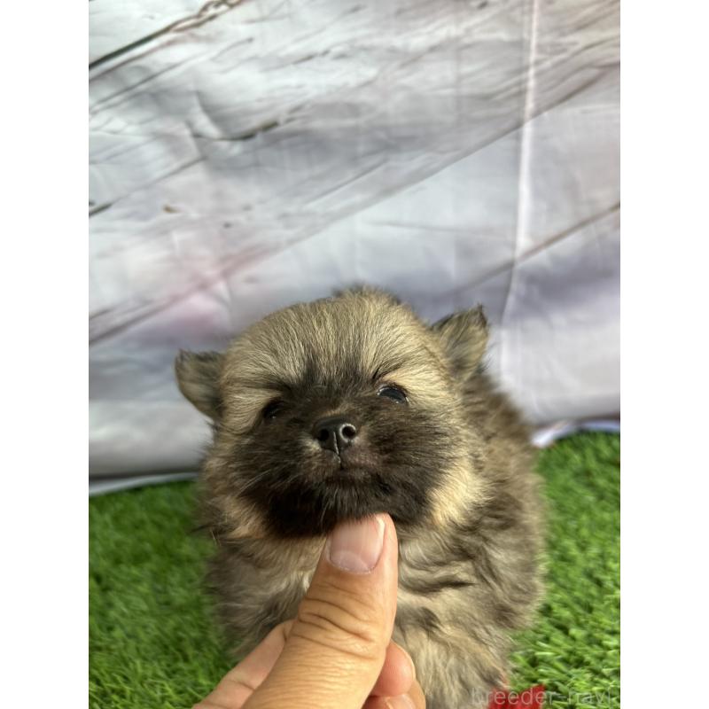 成約済の北海道のポメラニアン-414278の7枚目