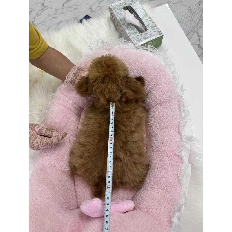 販売中の山梨県のティーカッププードル-387444の3枚目
