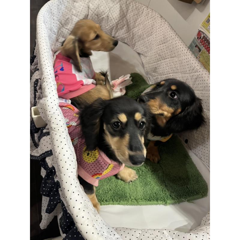 販売中の大阪府のミニチュアダックスフンド(ロングヘアード)-395387の2枚目