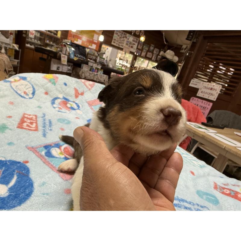 販売中の長野県のボーダーコリー-418381の7枚目