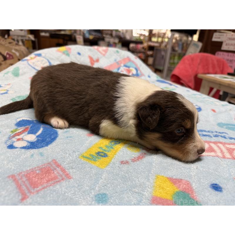 販売中の長野県のボーダーコリー-418381の4枚目
