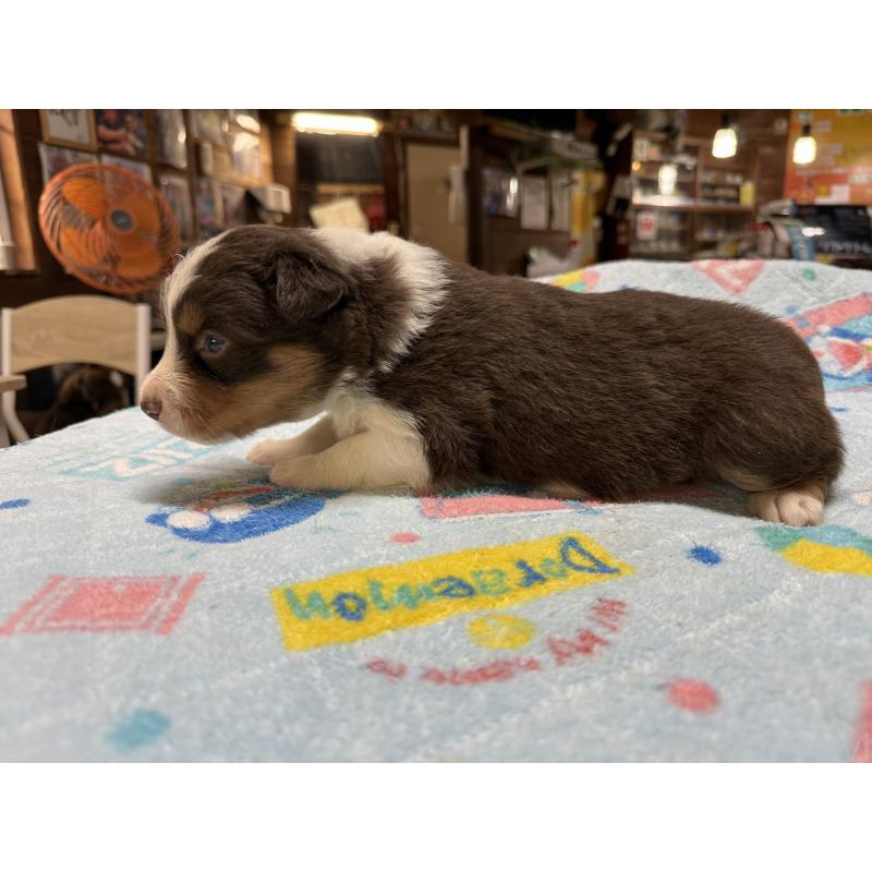 販売中の長野県のボーダーコリー-418381の3枚目