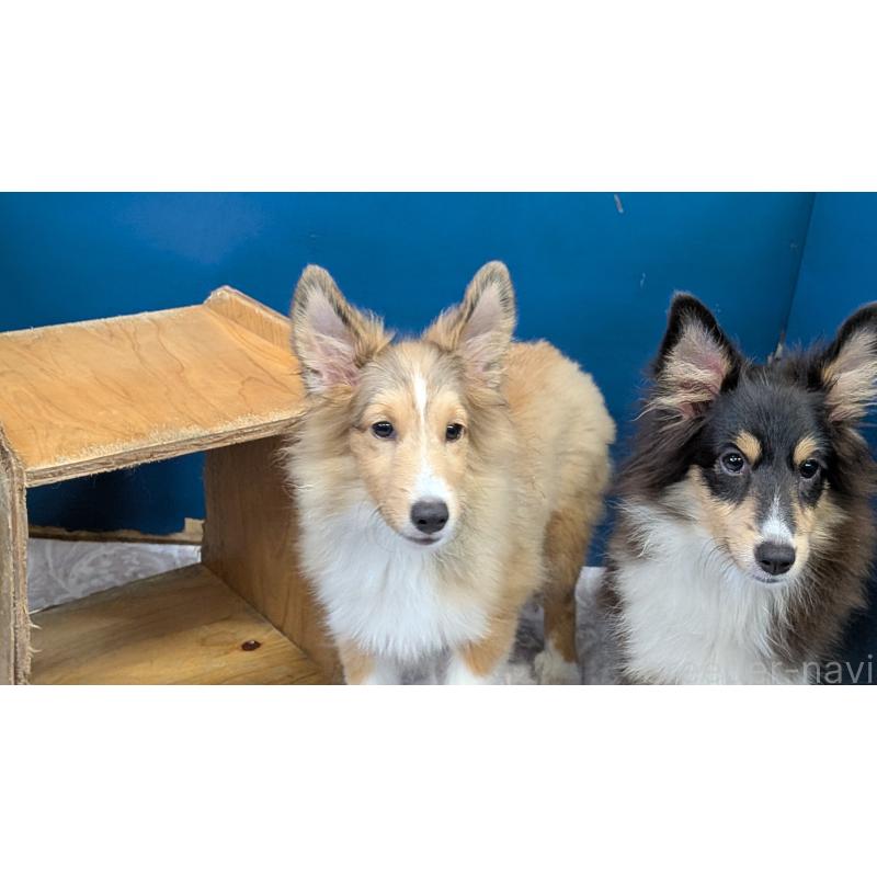 販売中の熊本県のシェットランドシープドッグ(シェルティ)-403422の4枚目