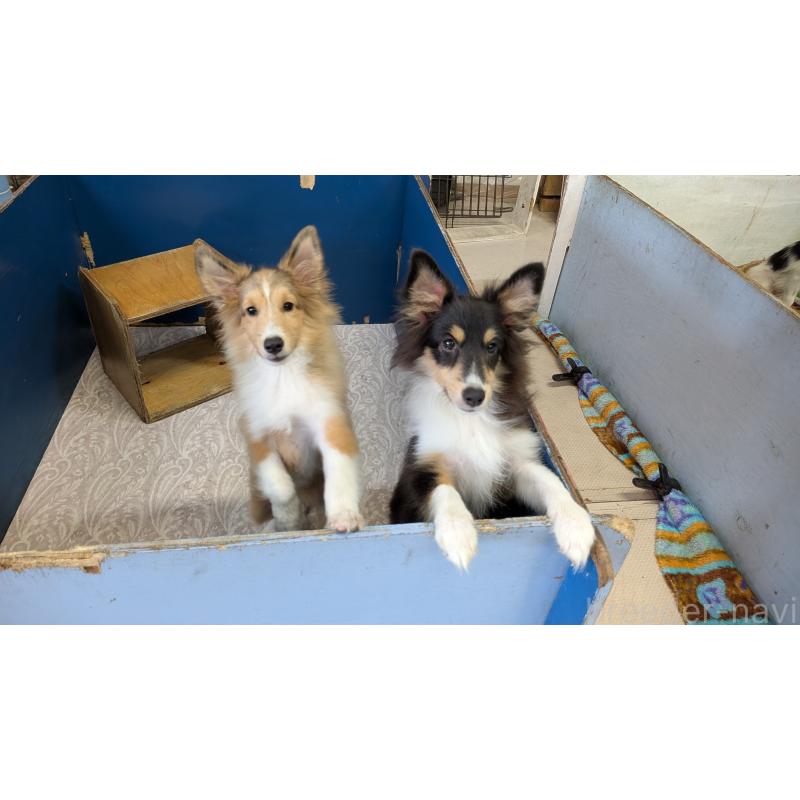 販売中の熊本県のシェットランドシープドッグ(シェルティ)-403422の3枚目