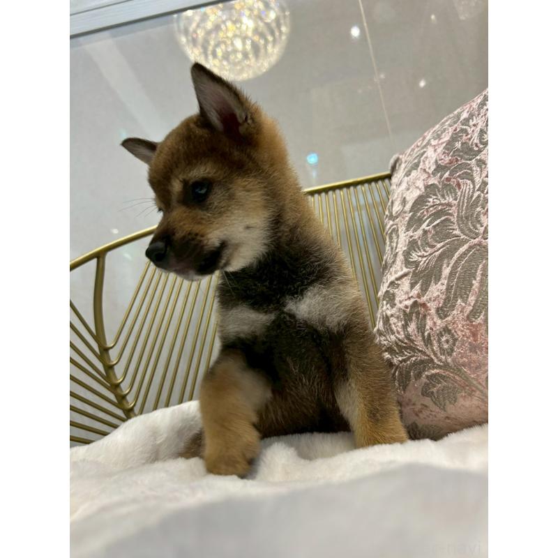 販売中の神奈川県の柴犬-418380の7枚目