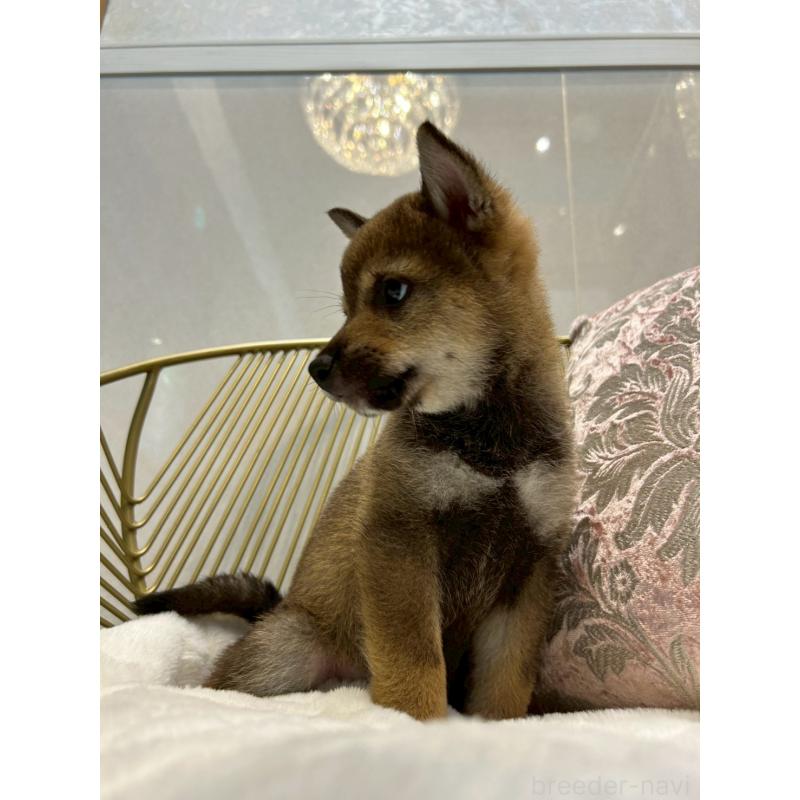 販売中の神奈川県の柴犬-418380の6枚目
