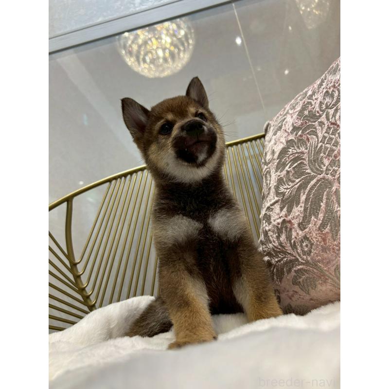 販売中の神奈川県の柴犬-418380の1枚目
