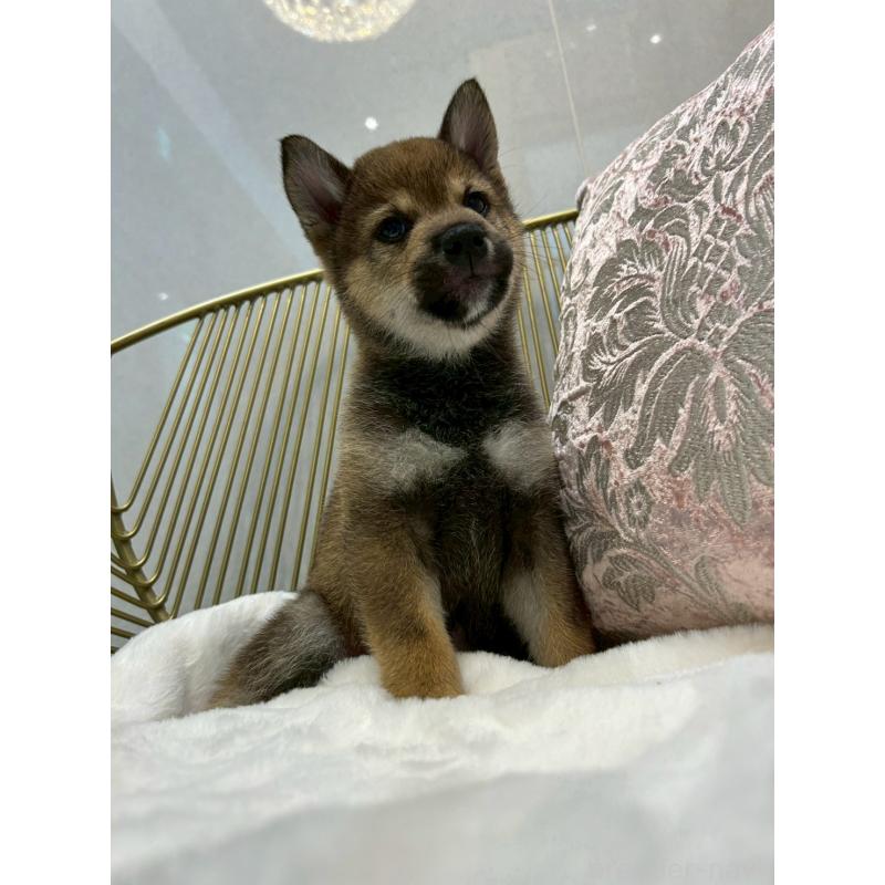 販売中の神奈川県の柴犬-418380の5枚目