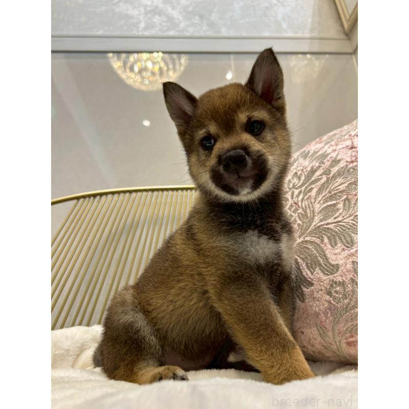 販売中の神奈川県の柴犬-418380の3枚目