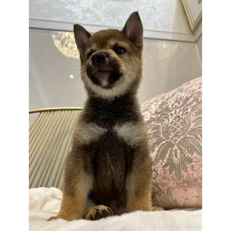 販売中の神奈川県の柴犬-418380の2枚目
