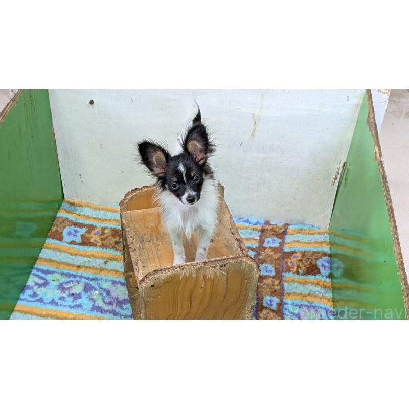 成約済の熊本県のパピヨン-417165の4枚目