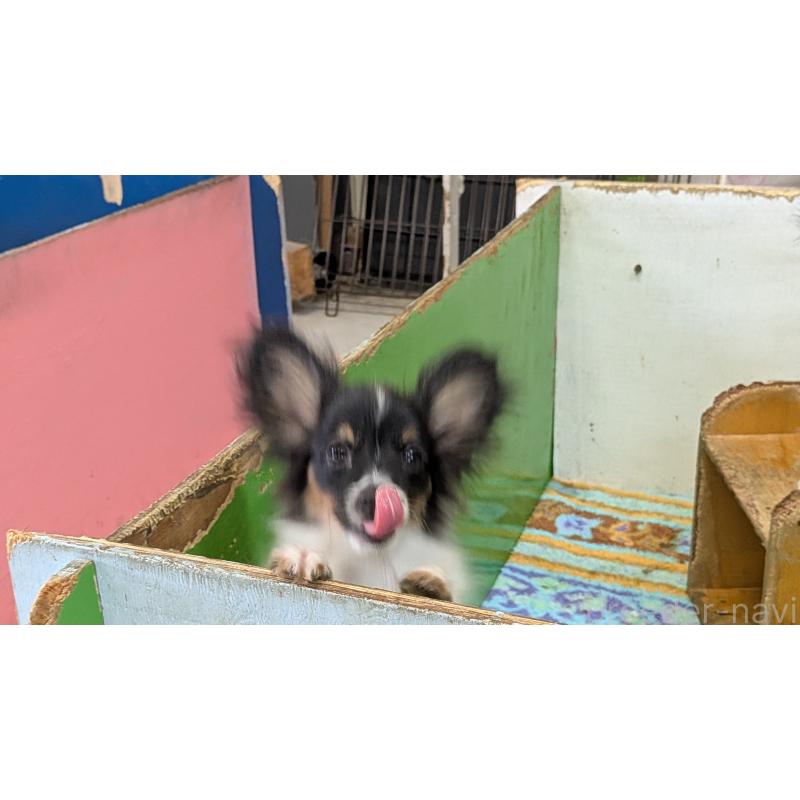 販売中の熊本県のパピヨン-398112の11枚目