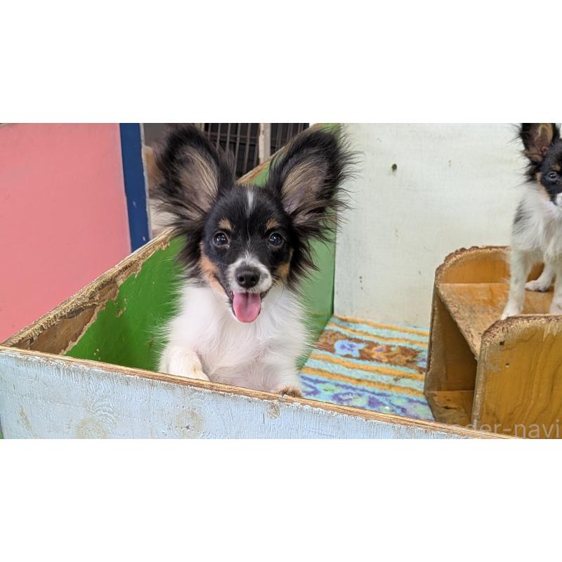 販売中の熊本県のパピヨン-398112の10枚目