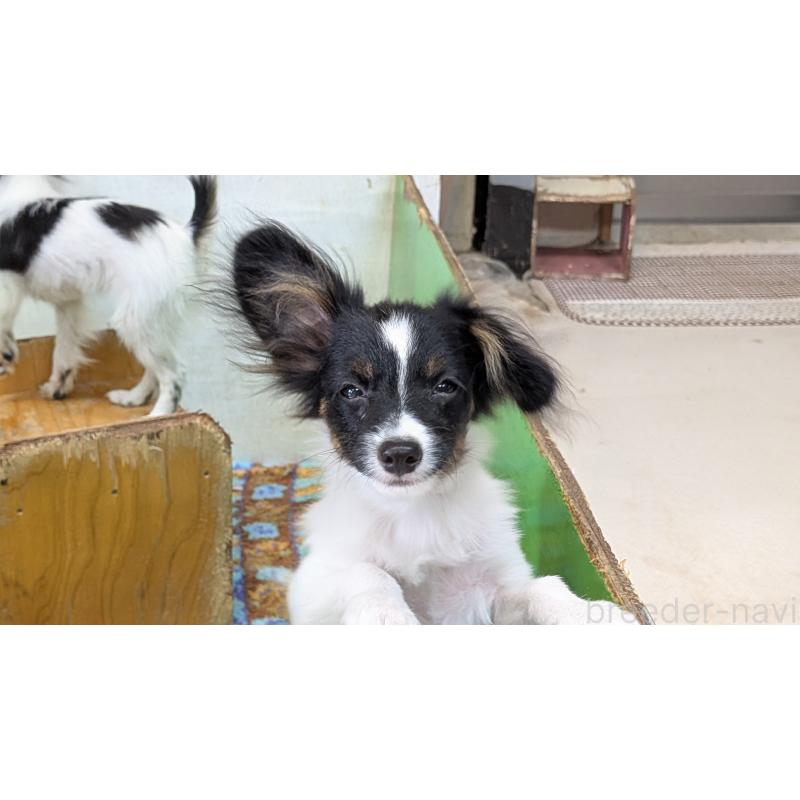 販売中の熊本県のパピヨン-398111の15枚目