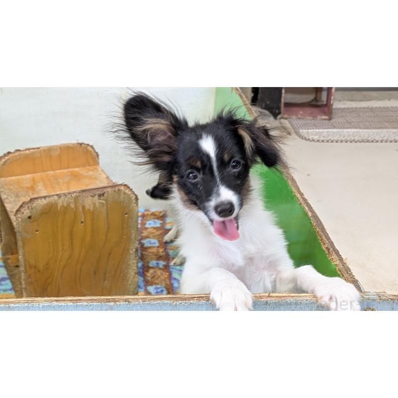 販売中の熊本県のパピヨン-398111の14枚目