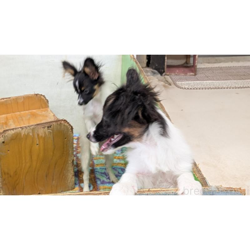 販売中の熊本県のパピヨン-398111の13枚目