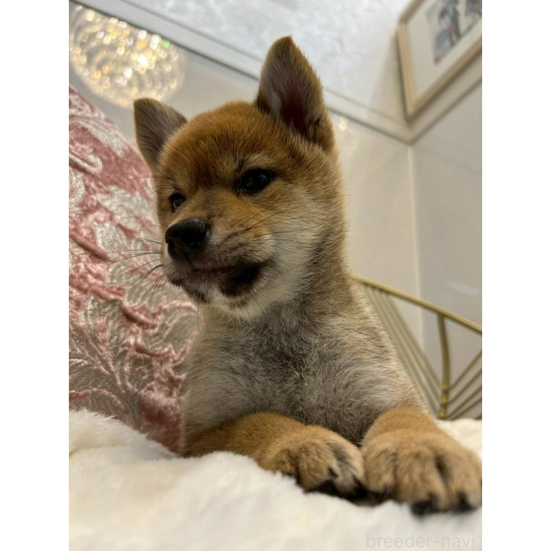 販売中の神奈川県の柴犬-418383の9枚目