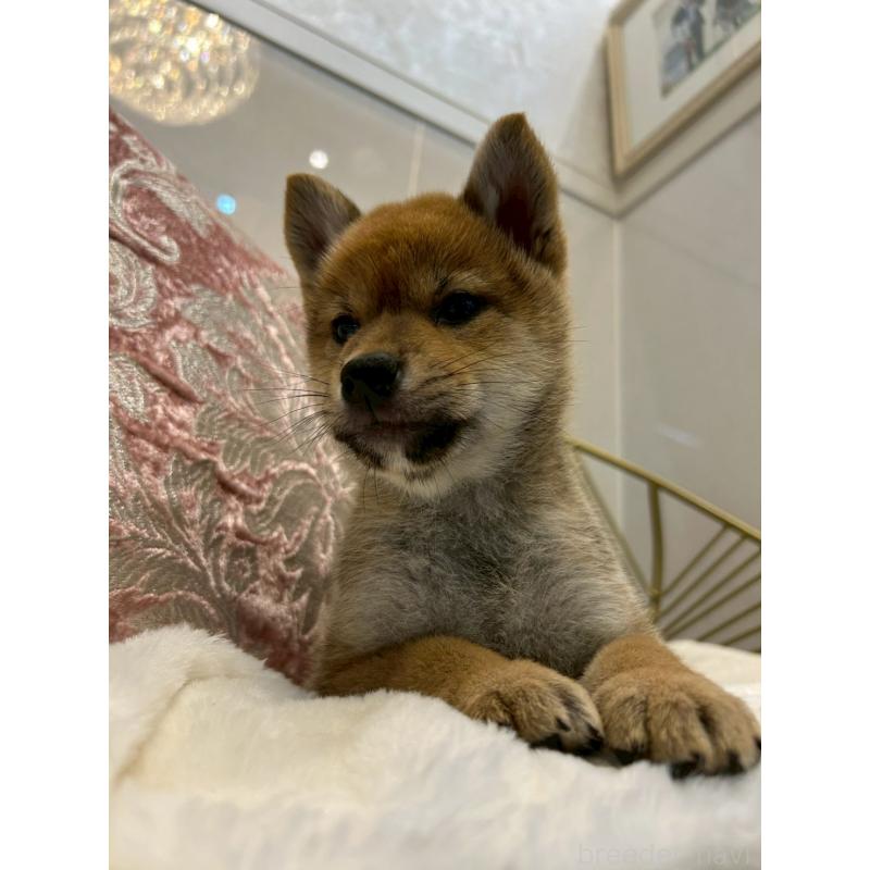 販売中の神奈川県の柴犬-418383
