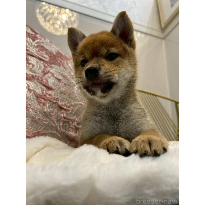 販売中の神奈川県の柴犬-418383の8枚目