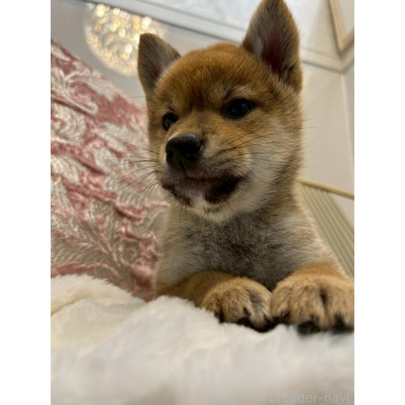 販売中の神奈川県の柴犬-418383の7枚目