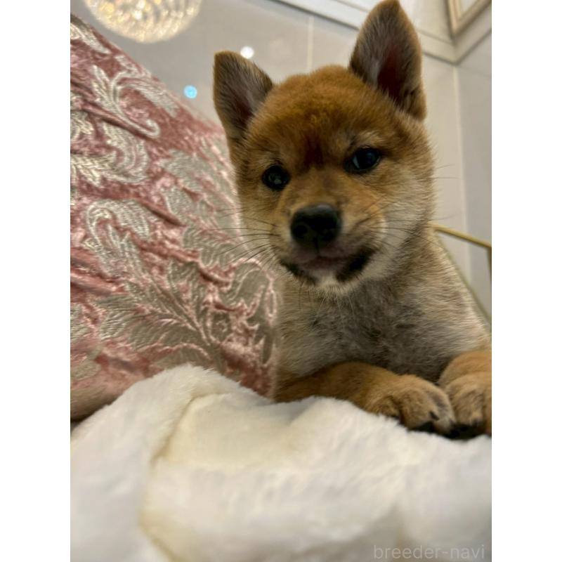 販売中の神奈川県の柴犬-418383の6枚目