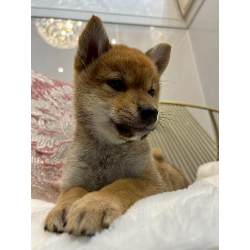 販売中の神奈川県の柴犬-418383の5枚目