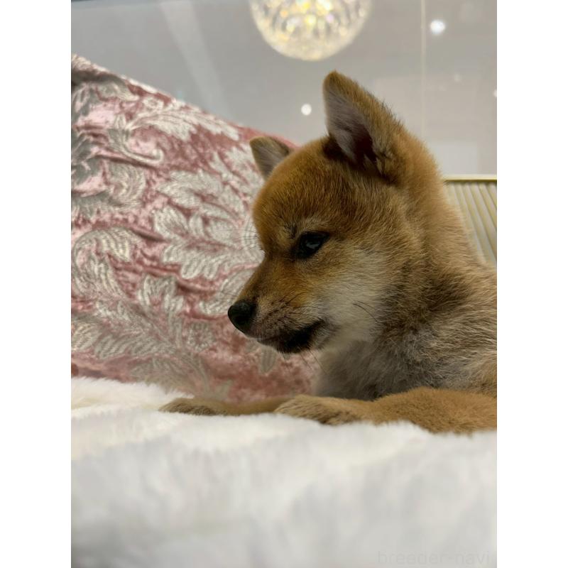 販売中の神奈川県の柴犬-418383の4枚目