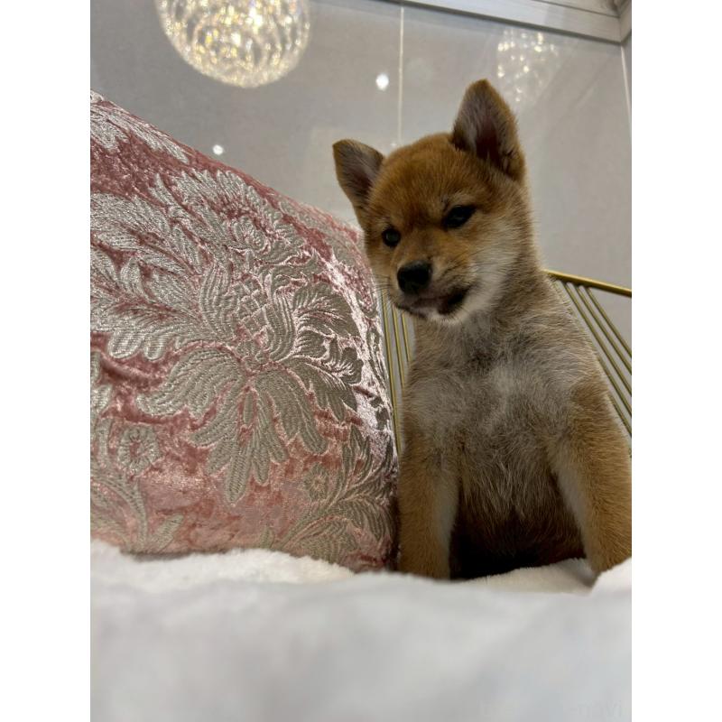販売中の神奈川県の柴犬-418383の3枚目
