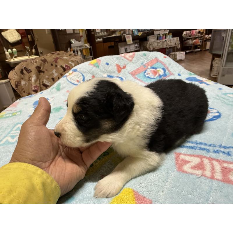販売中の長野県のボーダーコリー-418384の12枚目