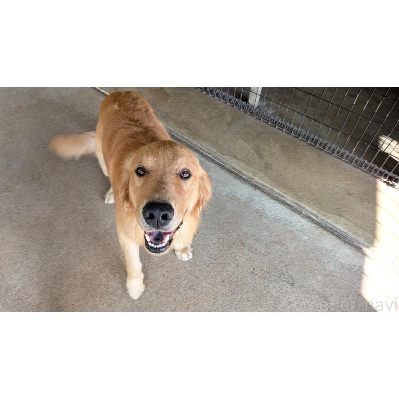 成約済の熊本県のゴールデンレトリーバー-416023の4枚目