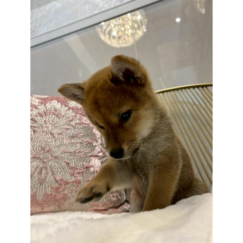 販売中の神奈川県の柴犬-418383の2枚目