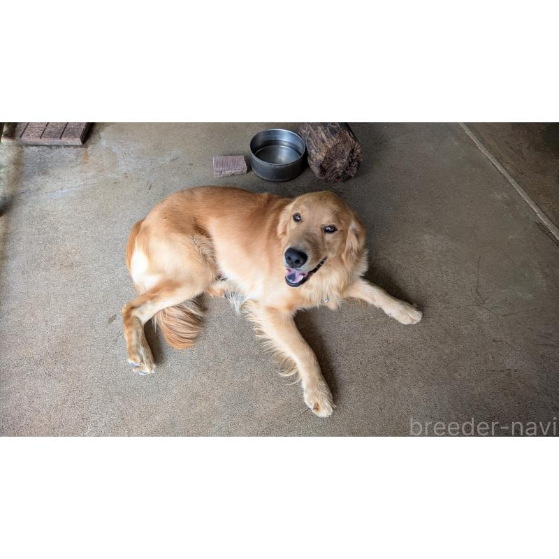 成約済の熊本県のゴールデンレトリーバー-416023の3枚目