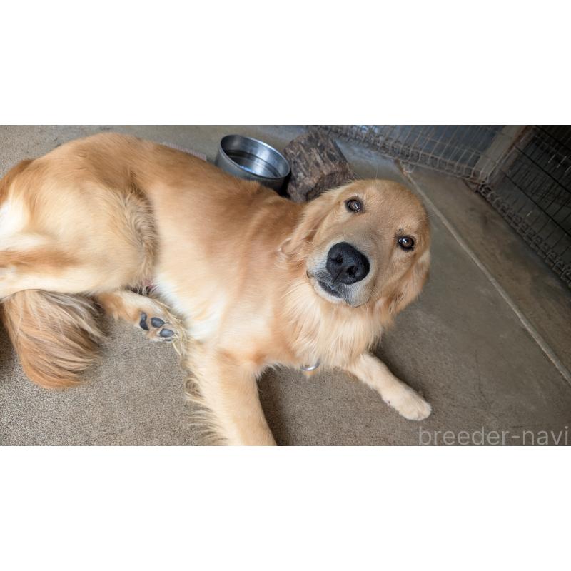 成約済の熊本県のゴールデンレトリーバー-416023の2枚目