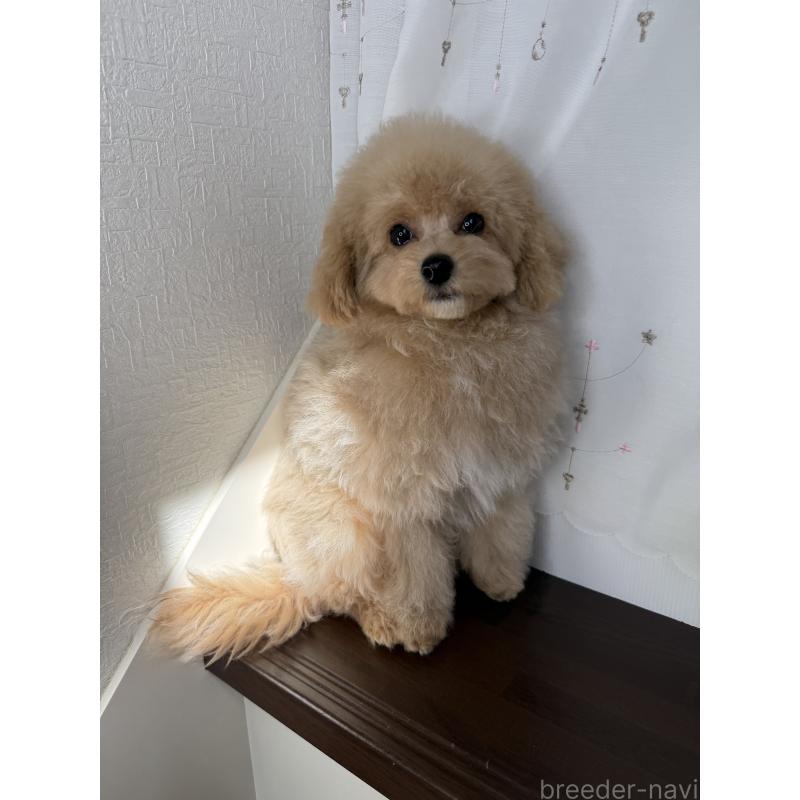 販売中の大阪府のタイニープードル-405950の12枚目