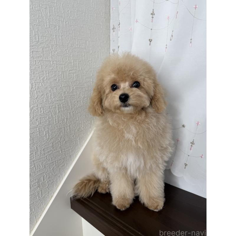 販売中の大阪府のタイニープードル-405950の11枚目