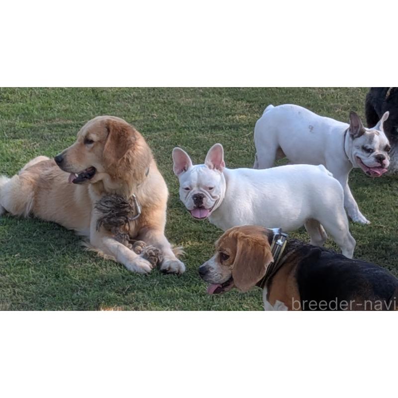 販売中の熊本県のフレンチブルドッグ-385752の4枚目