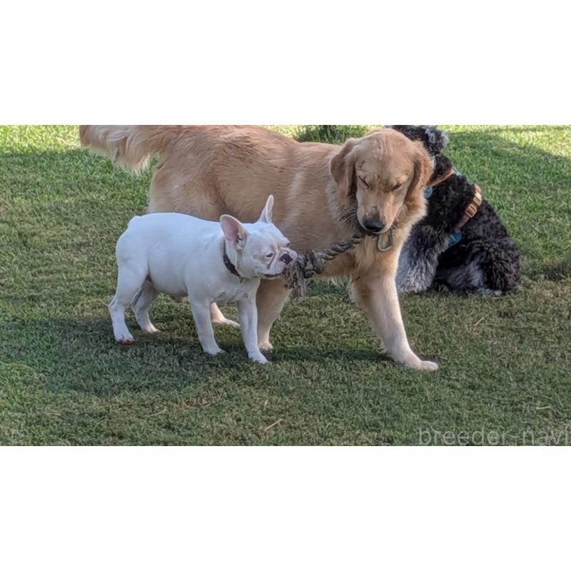 販売中の熊本県のフレンチブルドッグ-385752の3枚目