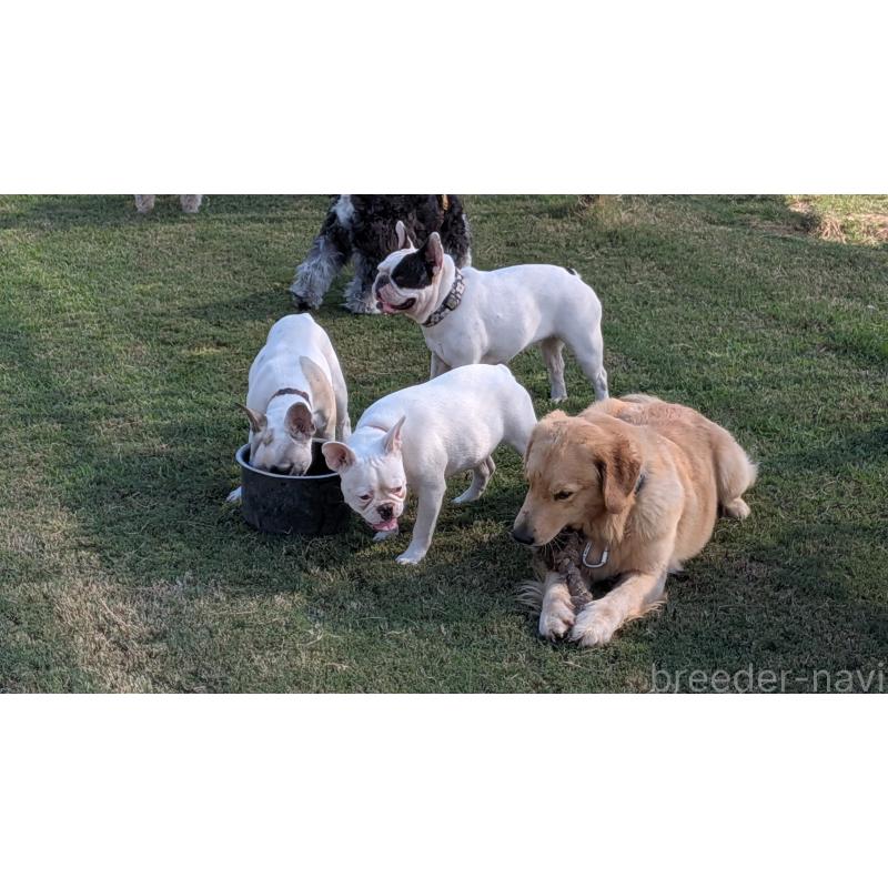 販売中の熊本県のフレンチブルドッグ-385752の2枚目