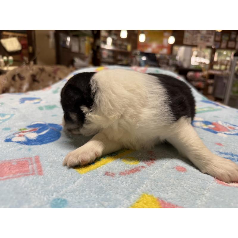 販売中の長野県のボーダーコリー-418388の8枚目