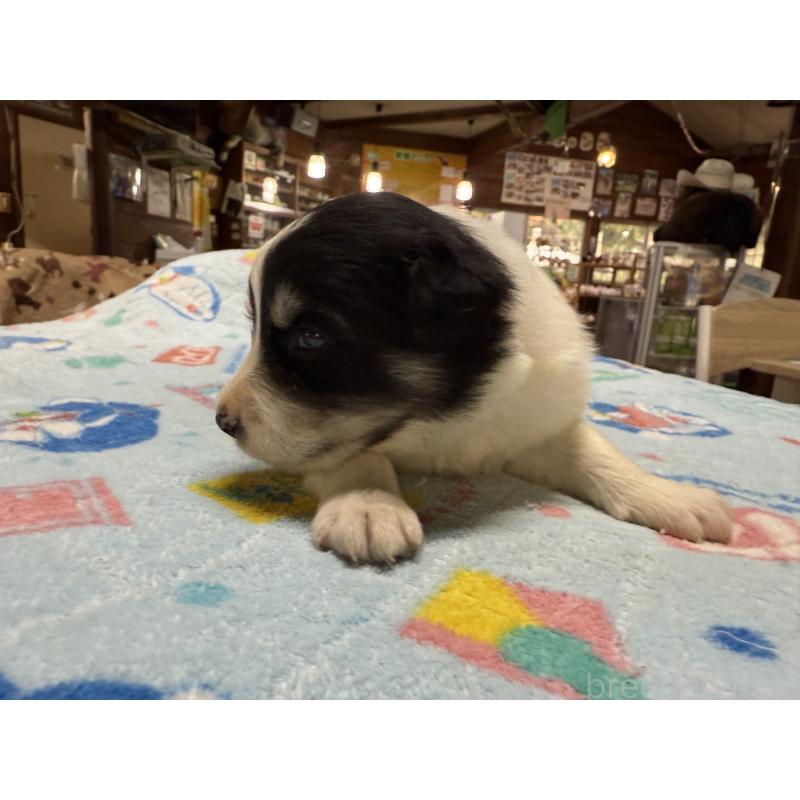 販売中の長野県のボーダーコリー-418388の7枚目