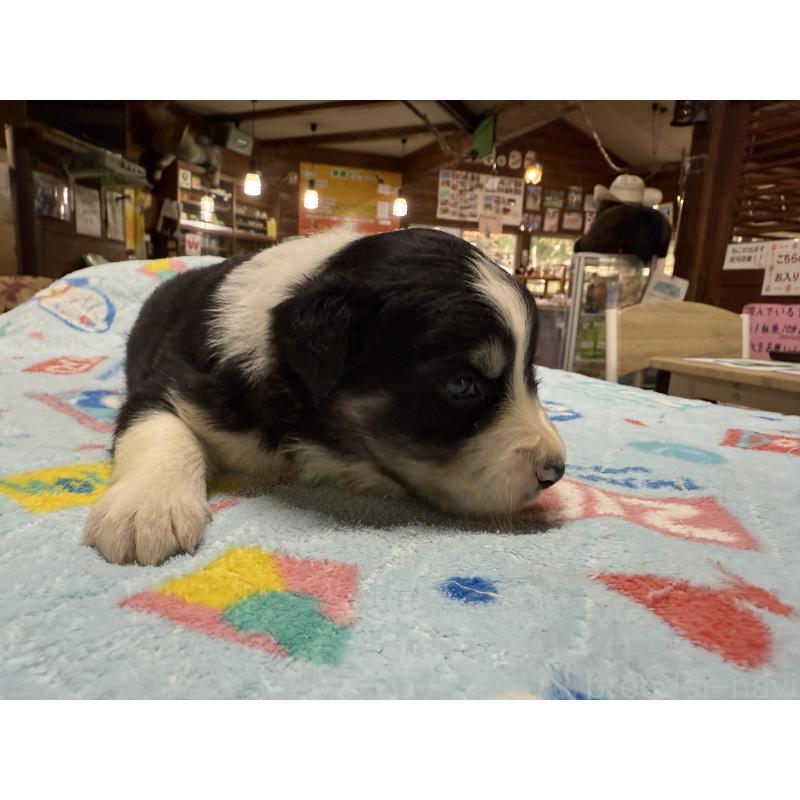 販売中の長野県のボーダーコリー-418388の6枚目
