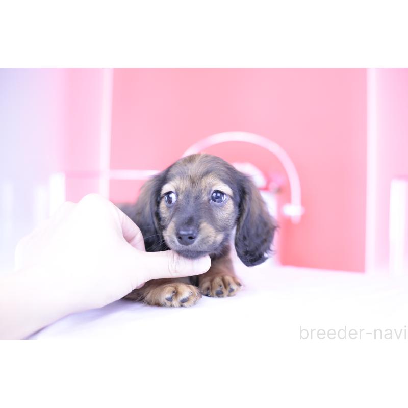 販売中の愛知県のミニチュアダックスフンド(ロングヘアード)-414961の13枚目