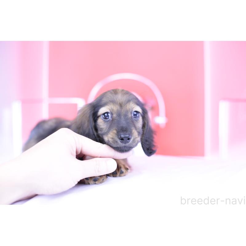 販売中の愛知県のミニチュアダックスフンド(ロングヘアード)-414961の12枚目