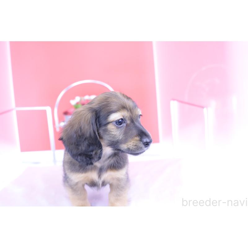 販売中の愛知県のミニチュアダックスフンド(ロングヘアード)-414961の11枚目