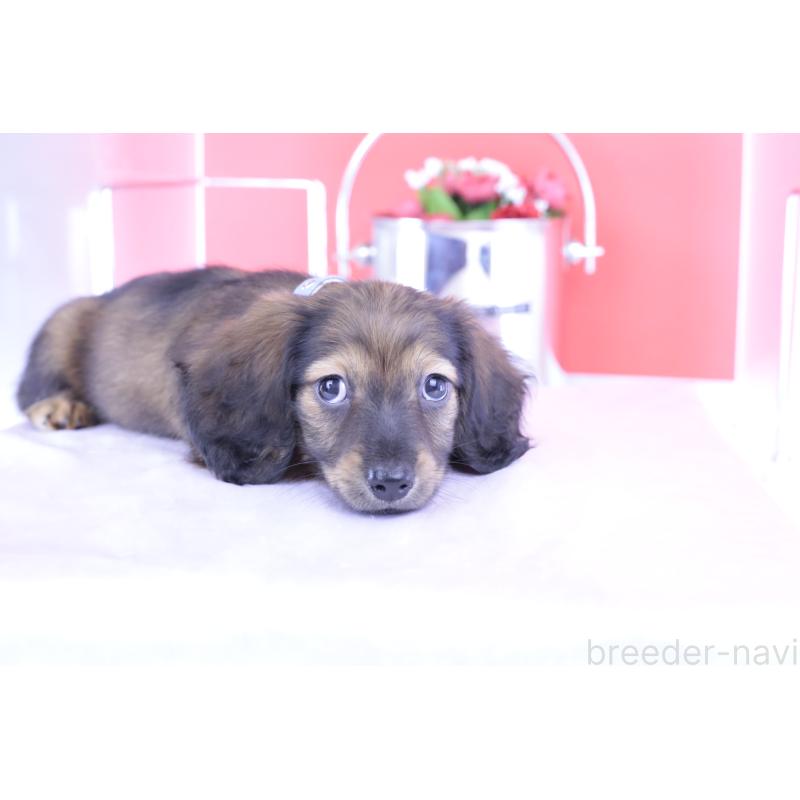 販売中の愛知県のミニチュアダックスフンド(ロングヘアード)-414961の10枚目